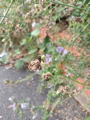 Medicago sativa sativa