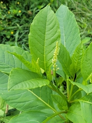 Phytolacca americana