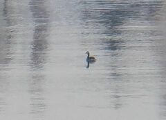 Podiceps cristatus