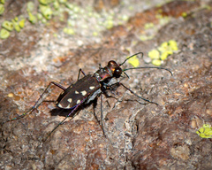 Cicindela melissa