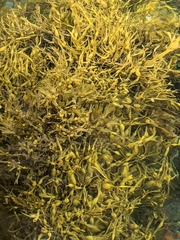 Ascophyllum nodosum