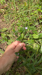 Elephantopus carolinianus