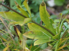 Lilium martagon