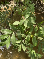 Sambucus canadensis