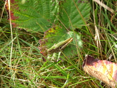 Chorthippus brunneus