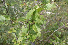 Malus fusca