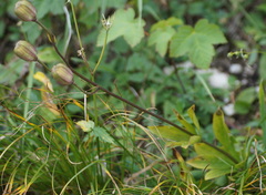 Lilium martagon