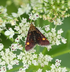 Pyrausta aurata