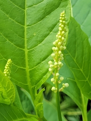 Phytolacca americana