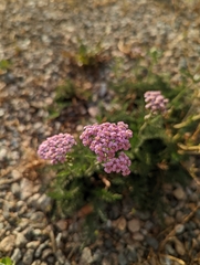 Achillea millefolium