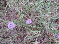Liatris cymosa