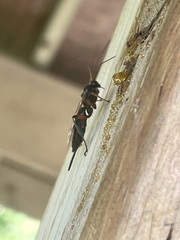 Pimpla