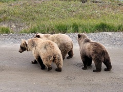 Ursus arctos horribilis