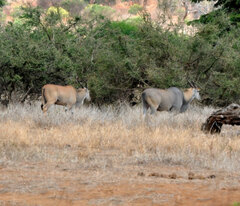 Tragelaphus oryx pattersonianus