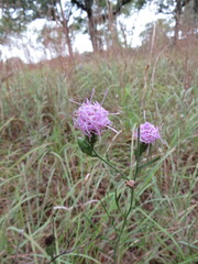Liatris cymosa