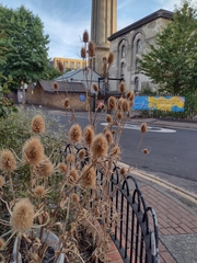 Dipsacus fullonum