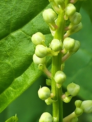 Phytolacca americana