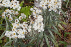 Eristalis tenax