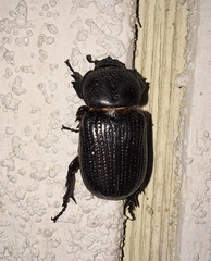 Hemiphileurus illatus