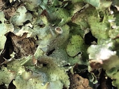 Pleurosticta acetabulum