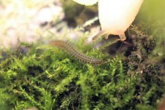 Myriapoda