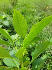 Phytolacca americana