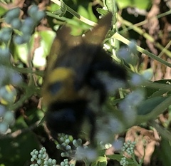 Xylocopa virginica