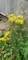 Senecioninae