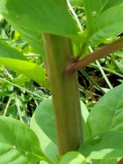 Phytolacca americana