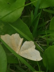 Idaea emarginata