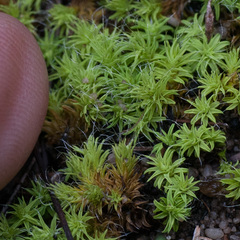 Pseudocrossidium crinitum