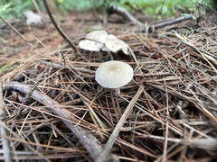 Clitocybaceae