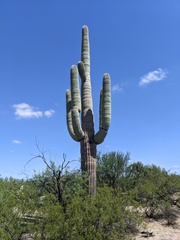 Carnegiea gigantea