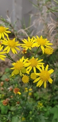 Senecioninae