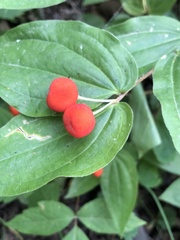 Prosartes trachycarpa