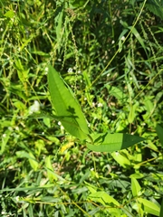 Persicaria sagittata