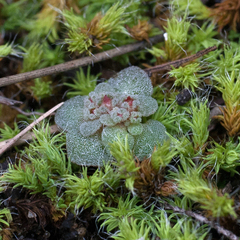 Crassula umbellata