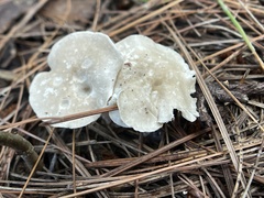 Clitocybaceae