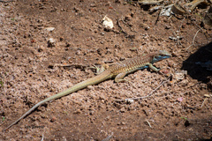 Aspidoscelis gularis colossus