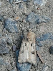 Agrotis exclamationis