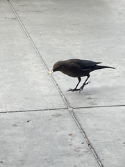 Euphagus cyanocephalus