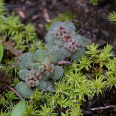 Crassula umbellata