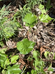 Celastrus orbiculatus