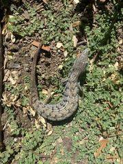 Elgaria multicarinata webbii