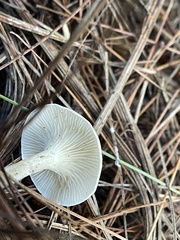 Clitocybaceae