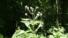 Eutrochium purpureum