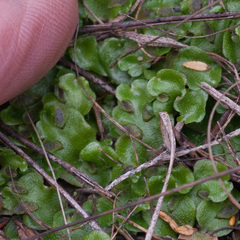 Lunularia cruciata
