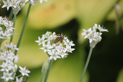 Dolichovespula arenaria