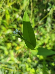 Persicaria sagittata