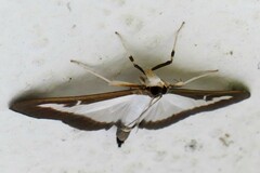 Cydalima perspectalis